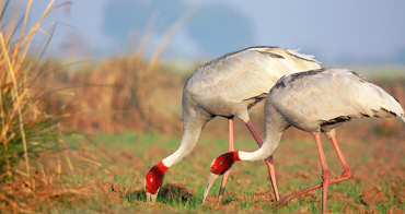 Bharatpur Bird Sanctuary