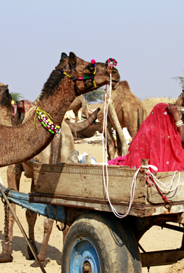 Rajasthani Camel