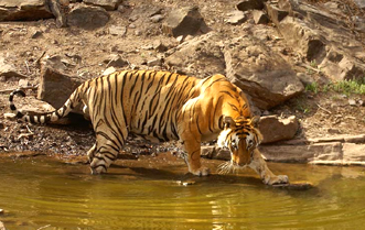 Ranthambore Tiger Reserve