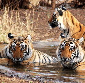 Ranthambore National Park